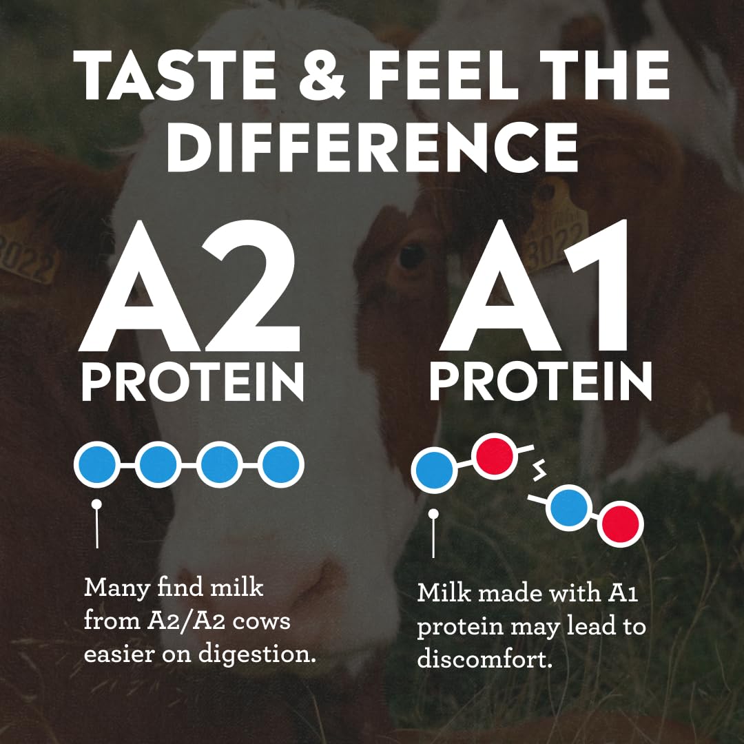 Pioneer Pastures High Protein A2 Milkshakes, Chocolate, 11oz, 12 Pack | A2 Protein Shake, 30g Protein, Ultra-Filtered, Lactose Free, 2g Sugar, No Seed Oils, No Artificial Sweeteners